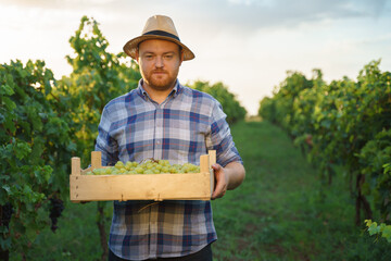 Front view a young farmer winegrower worker man in a hat stands with box full of grapes in his hands. Background large grape plantation in nice clear sunny weather.