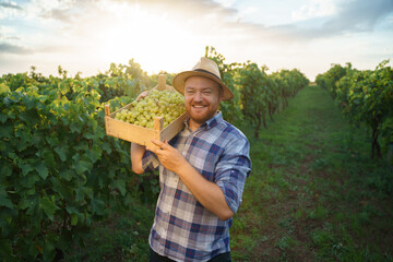Front view of young male farmer winegrower hold lift box of grapes on shoulder great harvest, smiling and looking at the camera.