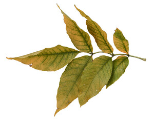 Ash branch with autumn yellowing leaves.