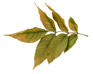 Ash branch with autumn yellowing leaves.