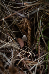 mushrooms in the nest