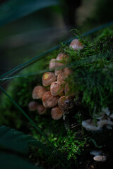 mushrooms in the forest