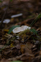 mushroom in the forest