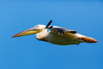 A pelican in the wilderness of the Danube Delta in Romania