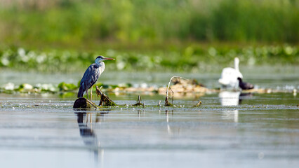 A grey heron in the wilderness of the Danube Delta in Romania