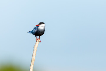 A common tern in the danube delta of romania