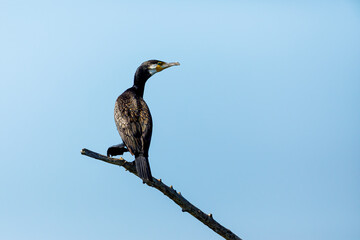 Great black cormorants in the Danube Delta of Romania