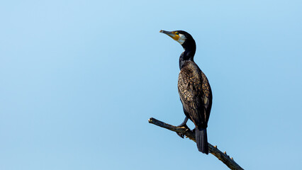Great black cormorants in the Danube Delta of Romania