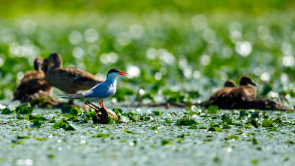 A common tern in the danube delta of romania