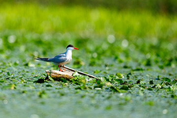 A common tern in the danube delta of romania