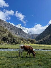 Fototapeta na wymiar cow on the way to Laguna 69, Huaraz, Peru