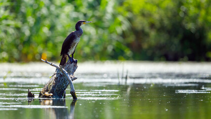 Great black cormorants in the Danube Delta of Romania