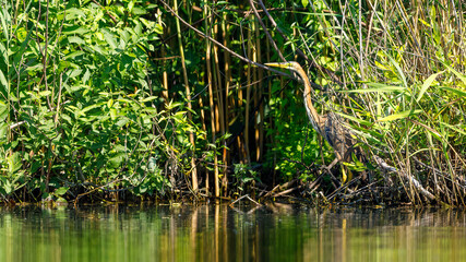 A purple heron in the wilderness of the Danube Delta in Romania
