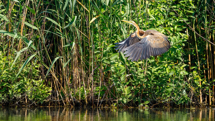 A purple heron in the wilderness of the Danube Delta in Romania