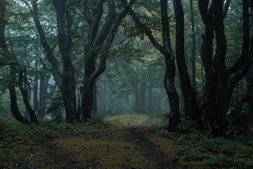 Gloomy and dark forest road during a foggy morning with the best mystic atmosphere in the east of Bohemia.