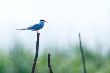 A common tern in the danube delta of romania