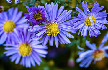 Die Blüten der Astern im Garten zeigen ihre Schönheit