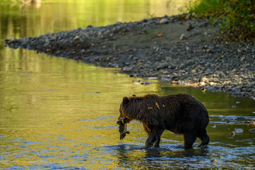 Grizzly Bear (Ursus arctos horribilis) salmon fishing in the Atnarko River in Tweedsmuir (South) Provincial Park