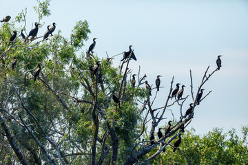 Great black cormorants in the Danube Delta of Romania