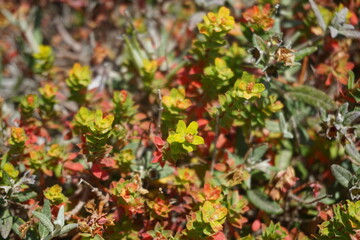 comino, wyspa, malta, roślinność, różowy, czerwony, żółty