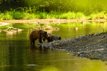 A female grizzly bear and her cute grizzly cub feed on salmon at the riverbank in Tweedsmuir South Provincial Park