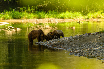 A female grizzly bear and her cute grizzly cub feed on salmon at the riverbank in Tweedsmuir South Provincial Park