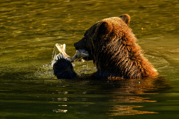 Fototapeta premium Grizzly Bear (Ursus arctos horribilis) salmon fishing in the Atnarko River in Tweedsmuir (South) Provincial Park