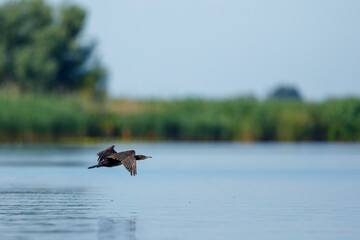 Great black cormorants in the Danube Delta of Romania