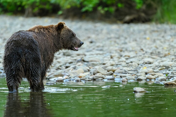 Grizzly Bear (Ursus arctos horribilis) standing in the Atnarko River in Tweedsmuir (South) Provincial Park