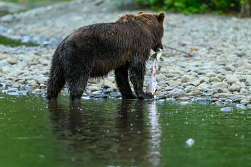 Grizzly Bear (Ursus arctos horribilis) salmon fishing in the Atnarko River in Tweedsmuir (South) Provincial Park
