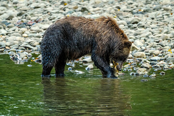 Grizzly Bear (Ursus arctos horribilis) salmon fishing in the Atnarko River in Tweedsmuir (South) Provincial Park
