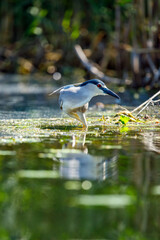 A Night Heron in the wilderness of the Danube Delta in Romania
