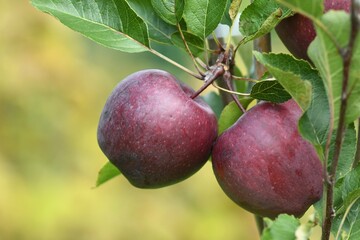 Odmiana jabłoni (Male domestica) Fuji o pięknym, przykuwającym uwagę kolorze owoców - obrazy, fototapety, plakaty