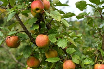 Szara Reneta (Malus domestica). Stara i ceniona odmiana jabłoni, doskonała na przetwory - obrazy, fototapety, plakaty