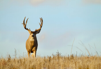 Mule Deer buck with large antlers on a ridge top in open habitat during the autumn breeding season...