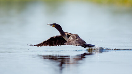 Great black cormorants in the Danube Delta of Romania