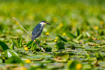 A Night Heron in the wilderness of the Danube Delta in Romania