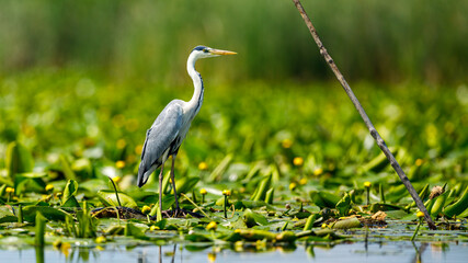 A grey heron in the wilderness of the Danube Delta in Romania