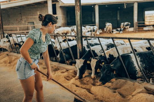 Young farmer girl pushing the calves feed with the brush