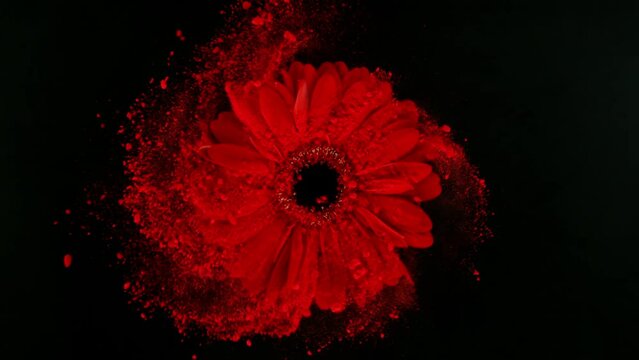Super slow motion of rotating red gerbera blossom with powder. Colored powder flying around. Isolated on black background. Filmed on high speed cinema camera, 1000 fps.