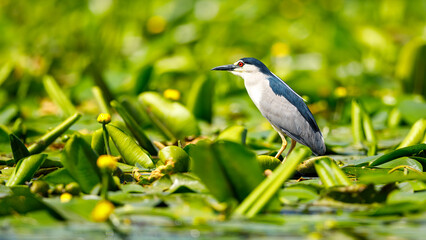 A Night Heron in the wilderness of the Danube Delta in Romania