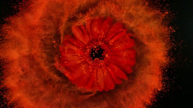Super slow motion of rotating red gerbera blossom with powder. Colored powder flying around. Isolated on black background. Filmed on high speed cinema camera, 1000 fps.