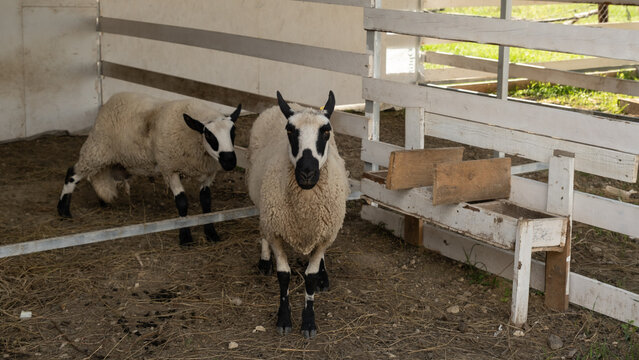 Kerry Hill sheep on a pasture on a farm