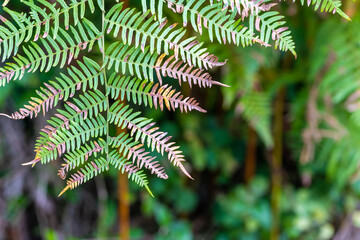 Autumn natural background and wallpaper. Beautiful fern leaves in the forest. Background with natural ferns.