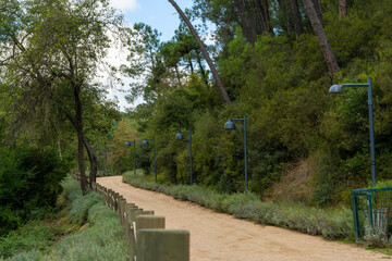Quiet soil road in the forest. Urban forest. Istanbul Turkey holiday. Wood view in Istanbul. Quiet forest, hiking and forest scenery.
