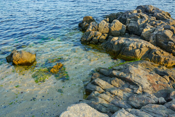 stones and seaweed at the sea shore. nature background on the sandy beach. calm water texture in morning light