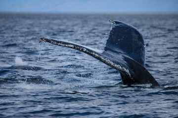 Super closeup of a whale tail