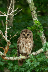 Barred Owl
North Carolina 2022