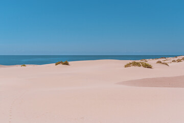 Fototapeta na wymiar desert and sand dunes in Fuerteventura, dunes de corralejo