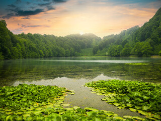 Sunset on the lake in the forest. Calm beautiful lake. Water lily plants on water in spring time.